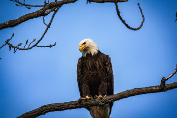 american bald eagle