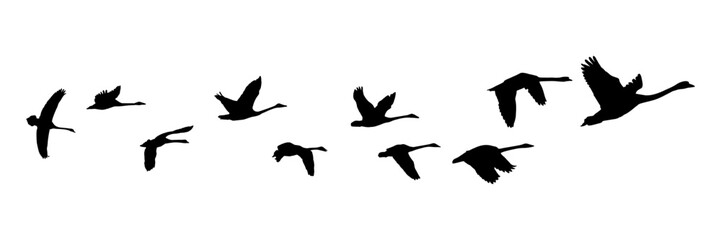 Obraz premium swan silhouette illustration vector for a background