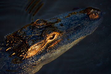 Alligator Lurking in Bayfront Park, Daphne AL