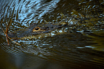 Alligator Lurking in Bayfront Park, Daphne AL