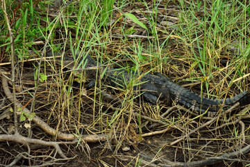 Alligator Lurking in Bayfront Park, Daphne AL