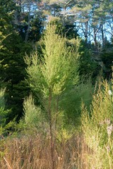a young Agathis australis, kauri tree