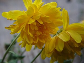 yellow flowers in the garden
