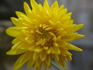 yellow dahlia flower