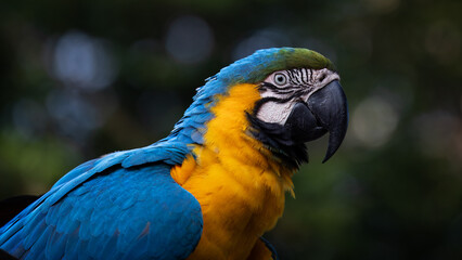Blue-throated macaw,
