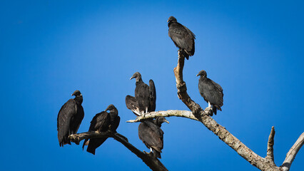 vultures