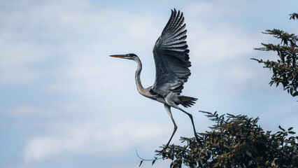 Cocoi Heron