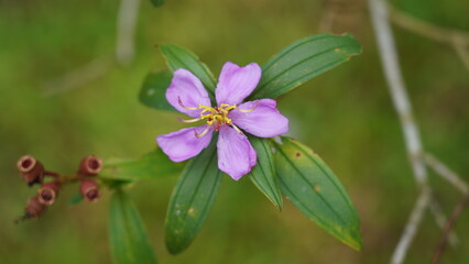 The Melastoma genus is a diverse group of flowering plants within the Melastomataceae family. |野牡丹