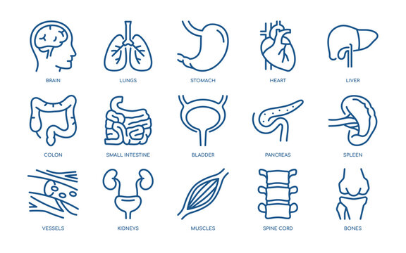 Human Organs Vector Icons Set. Detailed Anatomy Illustrations of Brain, Lungs, Heart, Liver, Stomach, Intestines, and More. Editable Linear Collection.