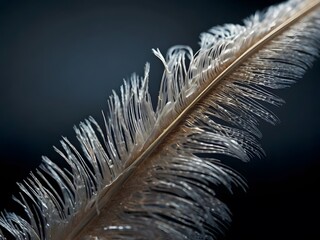 feather on black background
