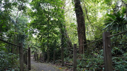 Obraz premium Thomson Nature Park is a hidden gem in Singapore, known for its rich biodiversity, historic ruins, and peaceful trails. Located between Old Upper Thomson Road and Upper Thomson Road 