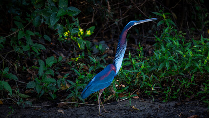 Agami heron