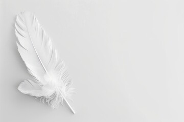 Naklejka premium feathers on white elegant plain background