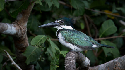 Kingfisher