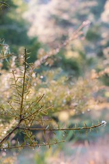 Foliage on a young Agathis australis, kauri tree
