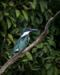 Kingfisher