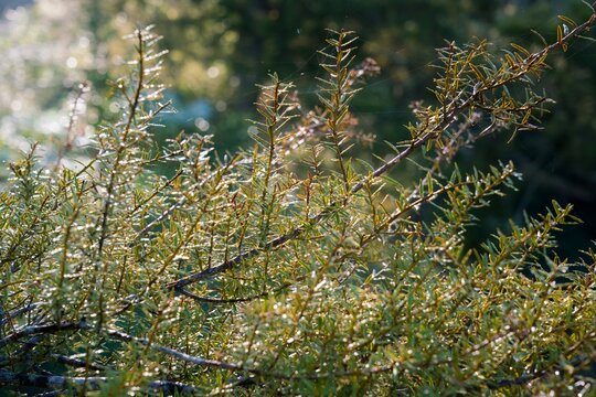 Foliage on a young Agathis australis, kauri tree
