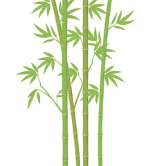 Vector green bamboo illustration