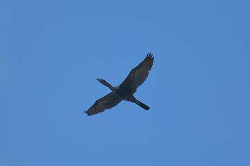 Fototapeta premium Great cormorant