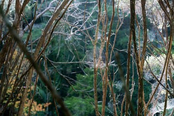 spider webs on trees in the forest