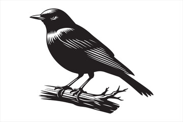 Obraz premium Blackbird Vector silhouette image