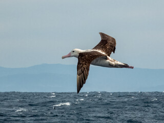 Anitpodean Wandering Albatross in Australian Waters