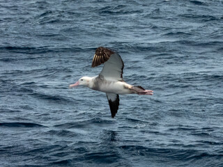 Anitpodean Wandering Albatross in Australian Waters