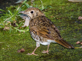 Bassian Thrush in NSW Australia