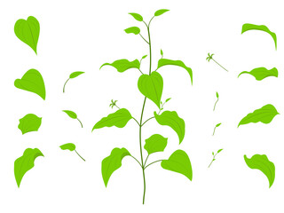 利休草の葉と茎