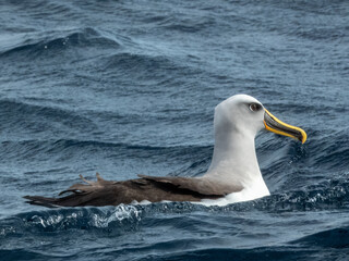 Naklejka premium Buller's Mollymawk Albatross in Australasian Waters