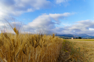 Fototapeta premium agricultural landscape ,wheat field with a cloudy sky in the background