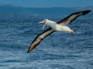 Fototapeta premium Campbell's Mollymawk Albatross in Australasian Waters