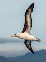 Campbell's Mollymawk Albatross in Australasian Waters