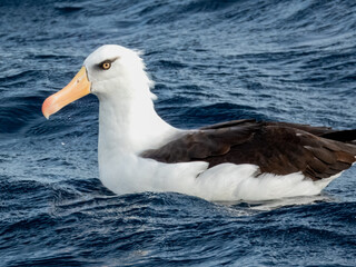 Campbell's Mollymawk Albatross in Australasian Waters