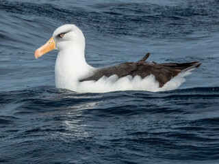Campbell's Mollymawk Albatross in Australasian Waters