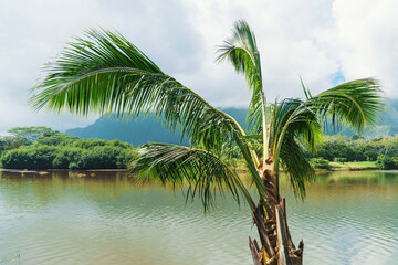 A palm tree near a lake with mountains in the distance