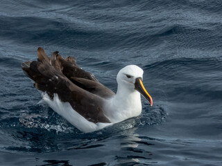 Indian Yellow-nosed Albatross in Australian Waters