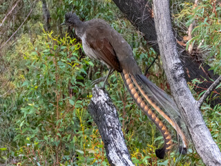Superb Lyrebird in NSW Australia