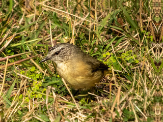 Yellow-rumped Thornbill in NSW Australia