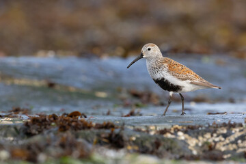 One Dunlin in breeding plumage walking on wet rocks with barnacles  in Victoria, British Columbia, Canada.