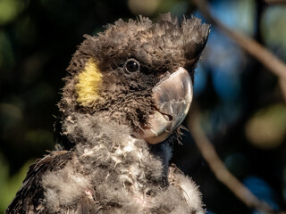 Yellow-tailed Black Cockatoo in NSW Australia