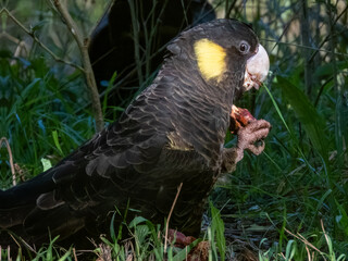 Yellow-tailed Black Cockatoo in NSW Australia