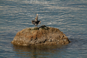 A Great Blue Heron spreading its wings like it is flashing the sun on a rocky islet in Victoria, British Columbia, Canada.