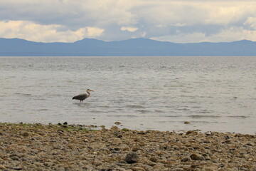 A Great Blue Heron hunting in shallow ocean with mountains in the background. Taken near Courtenay, BC, Canada.