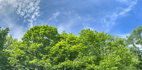 panoramic view of green treetops with fresh lush foliage on blue cloudy sky background.