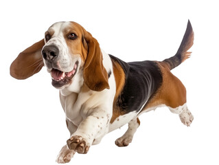 Full body shot of Bassett Hound dog, running happily, smiling.