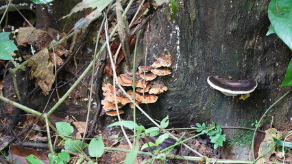 mushrooms in the forest