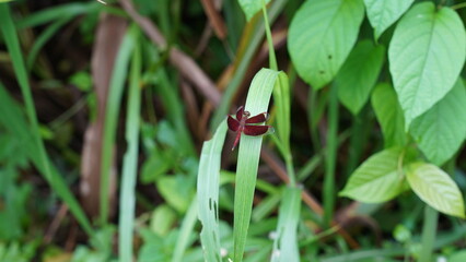 Neurothemis ramburii is red in color with clear transparent on the tip of the wings. There is one...