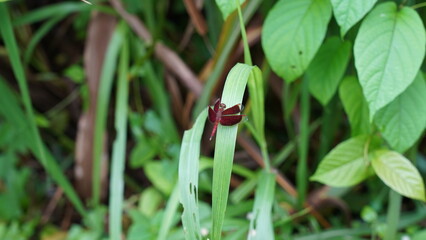 Neurothemis ramburii is red in color with clear transparent on the tip of the wings. There is one cross vein in the cubital area of hind wings. Females are as deeply colored as males.