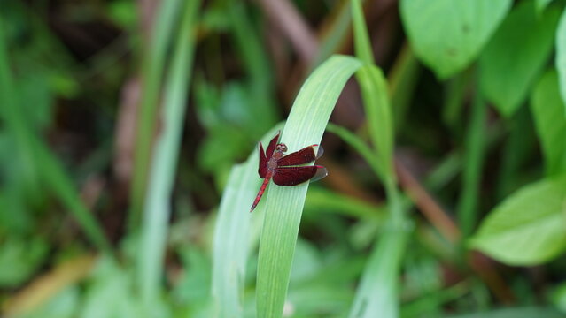 Neurothemis ramburii is red in color with clear transparent on the tip of the wings. There is one cross vein in the cubital area of hind wings. Females are as deeply colored as males.